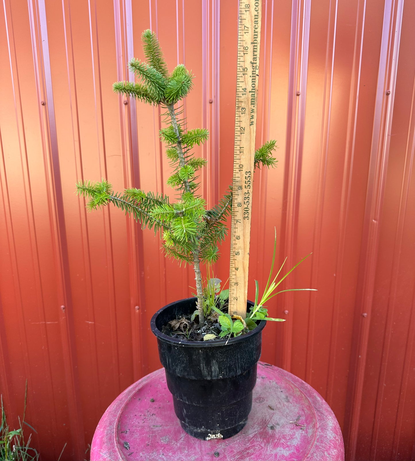 Root Maker Pot Seedlings