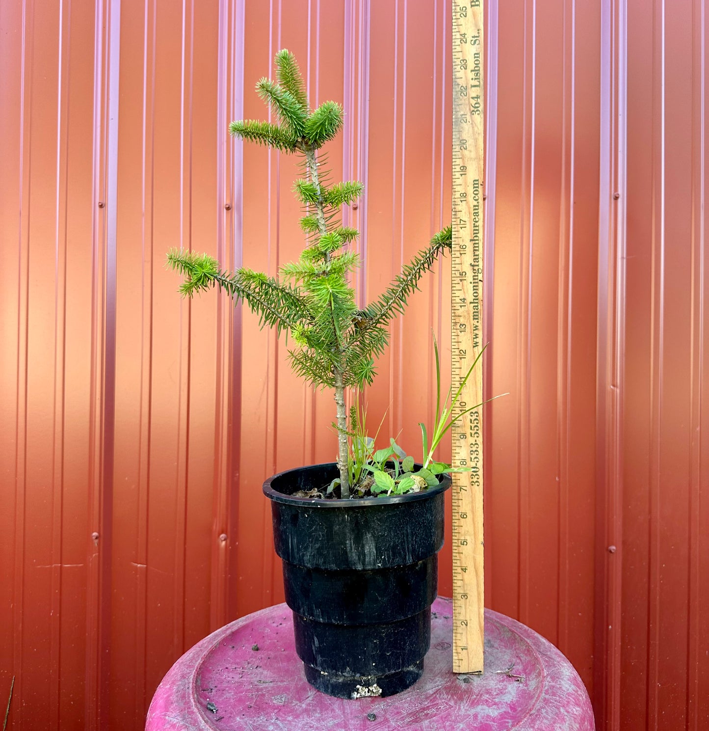 Root Maker Pot Seedlings