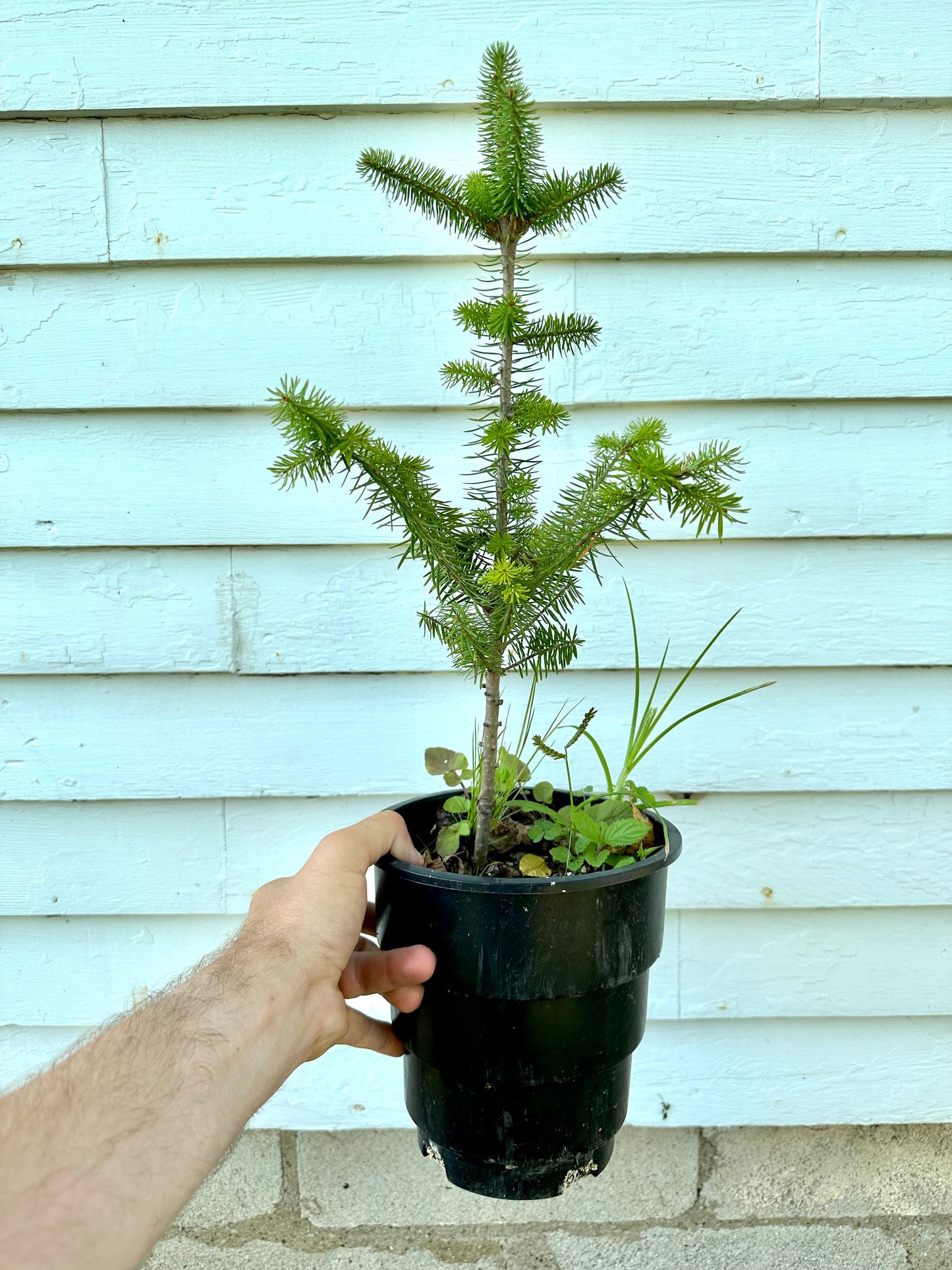 Root Maker Pot Seedlings