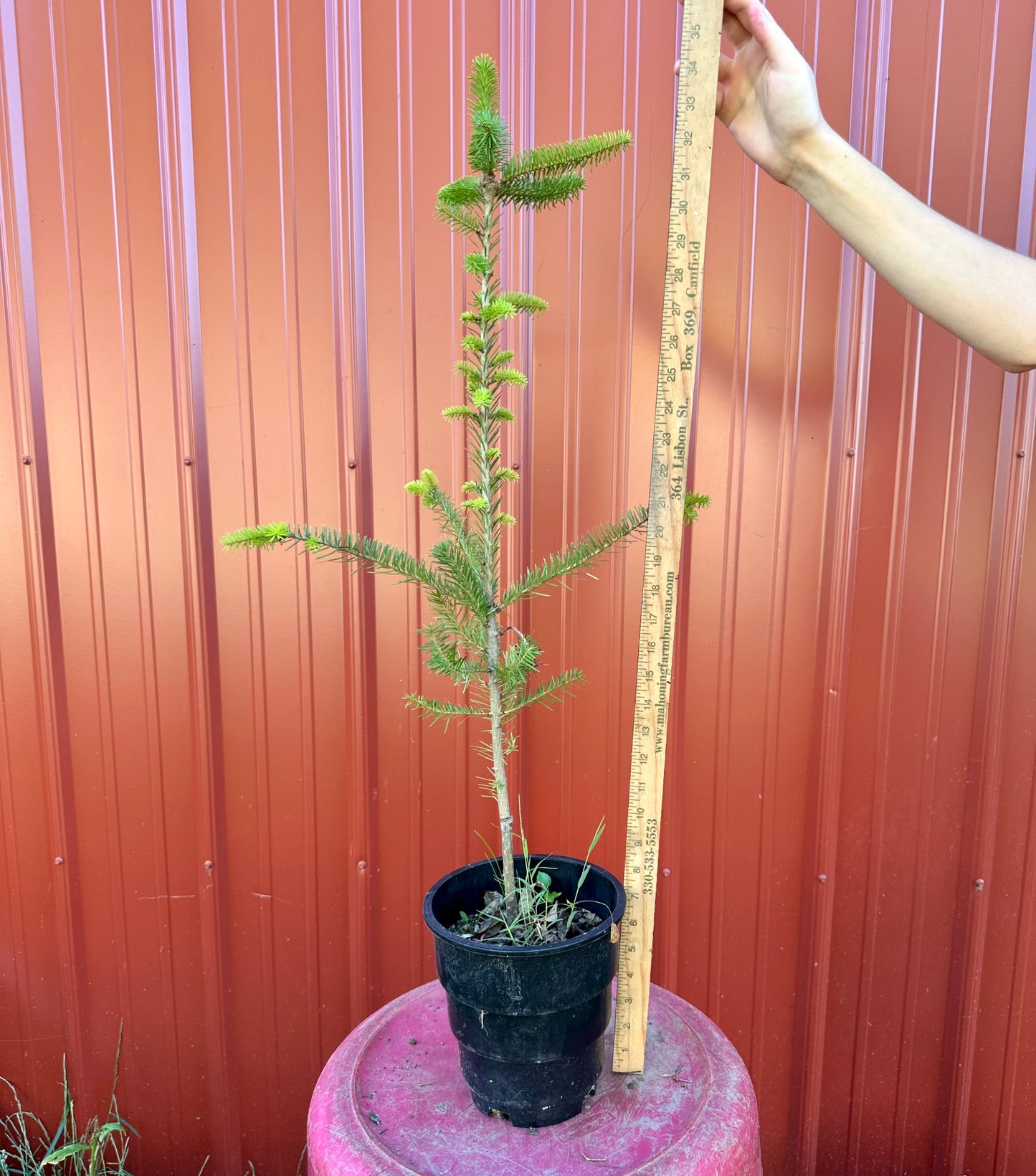 Root Maker Pot Seedlings