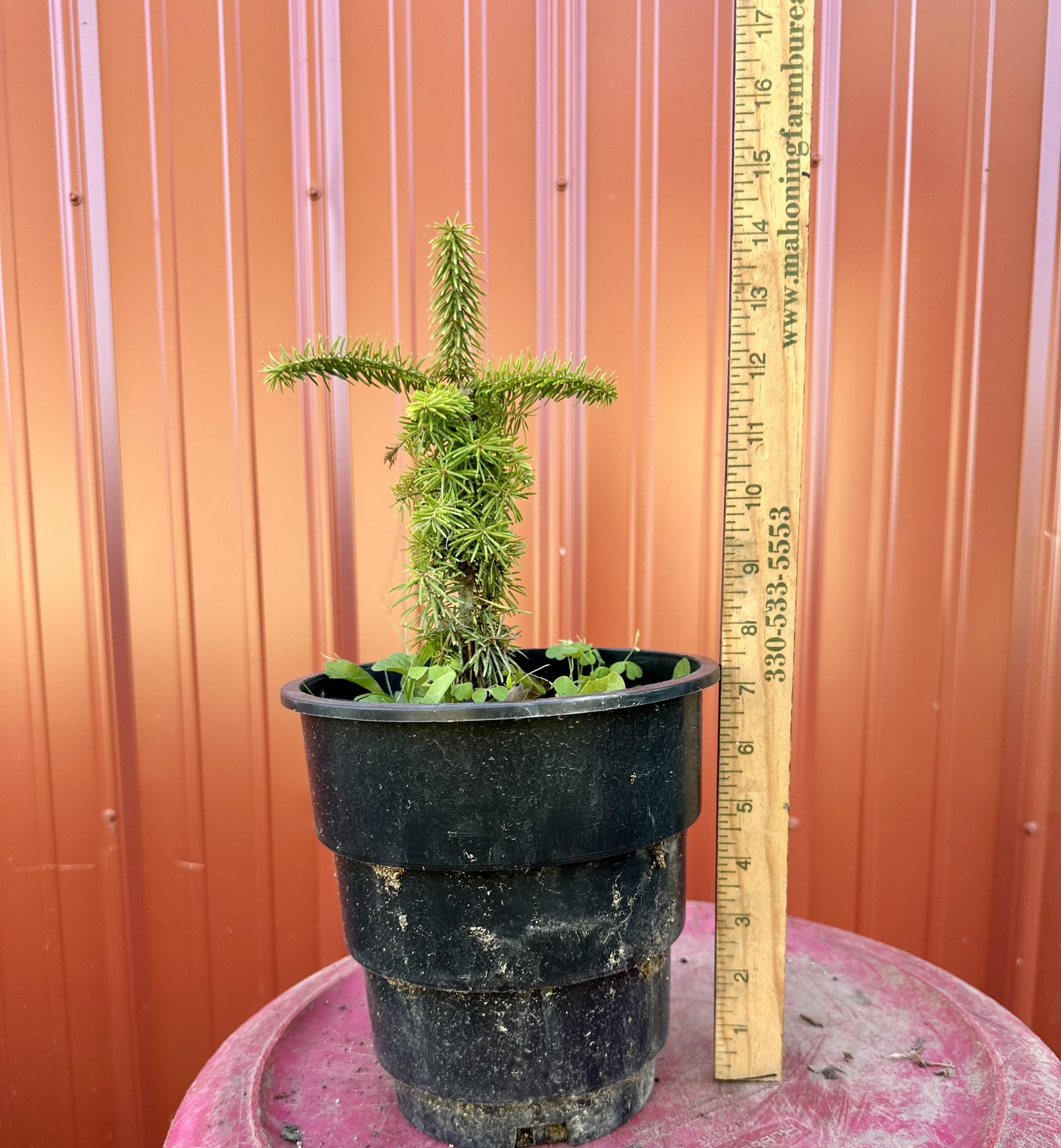 Root Maker Pot Seedlings