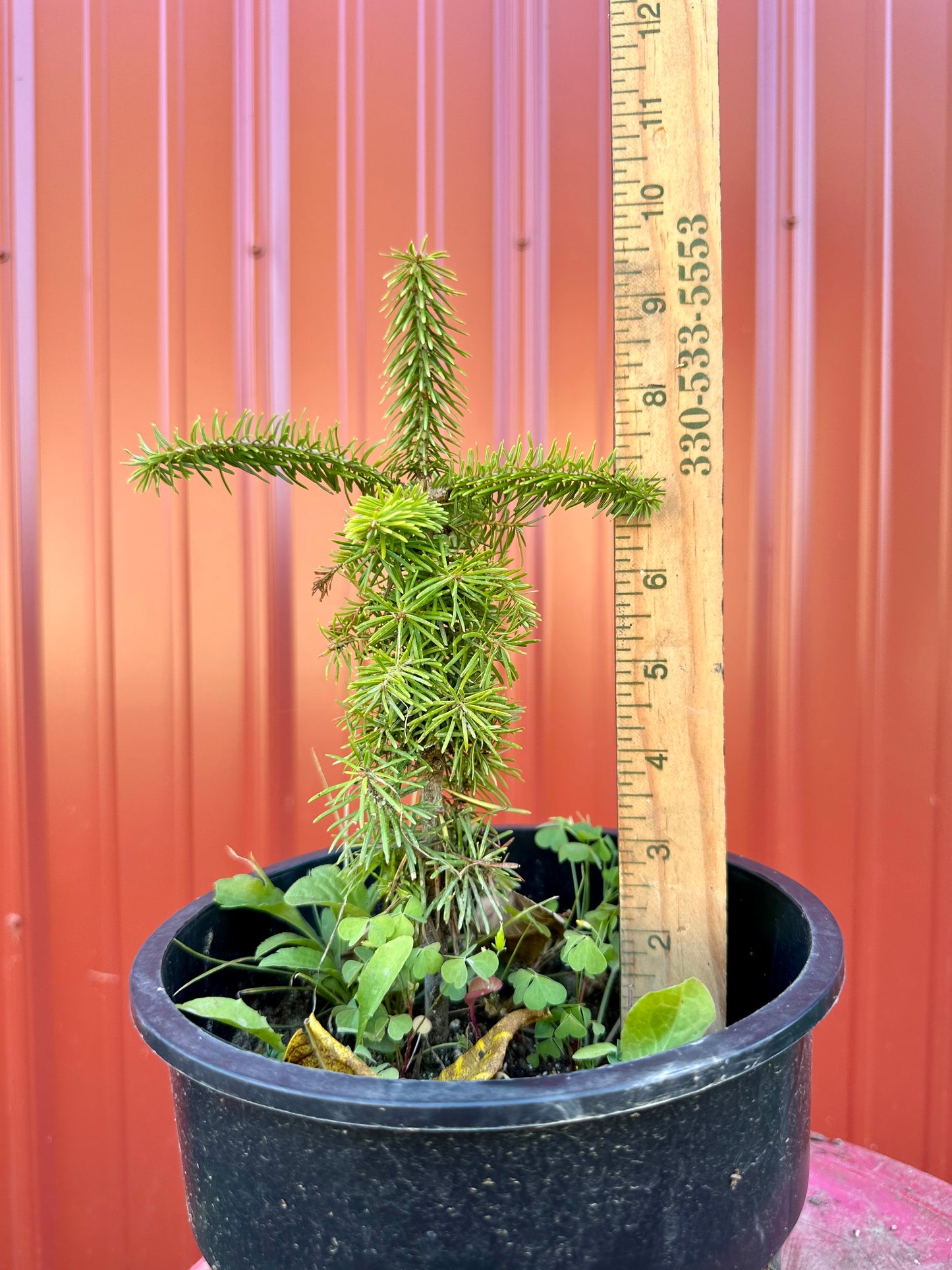 Root Maker Pot Seedlings