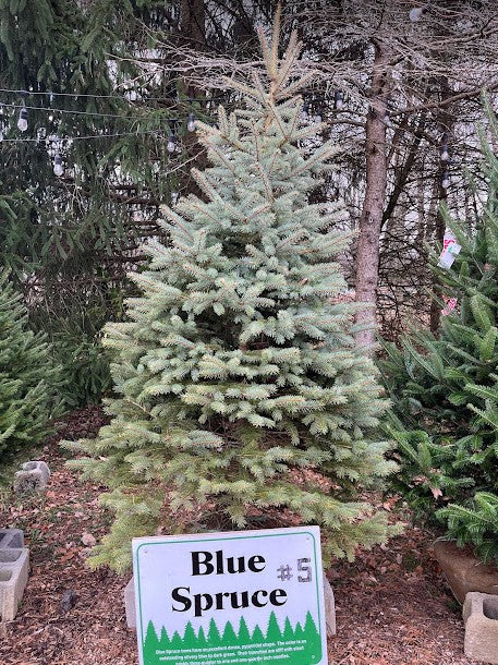First Blus Tree Trees – Pioneer Trails Tree Farm