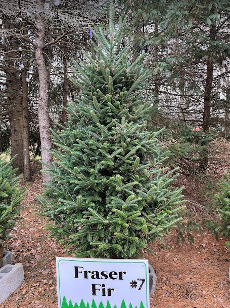 Trees – Pioneer Trails Tree Farm